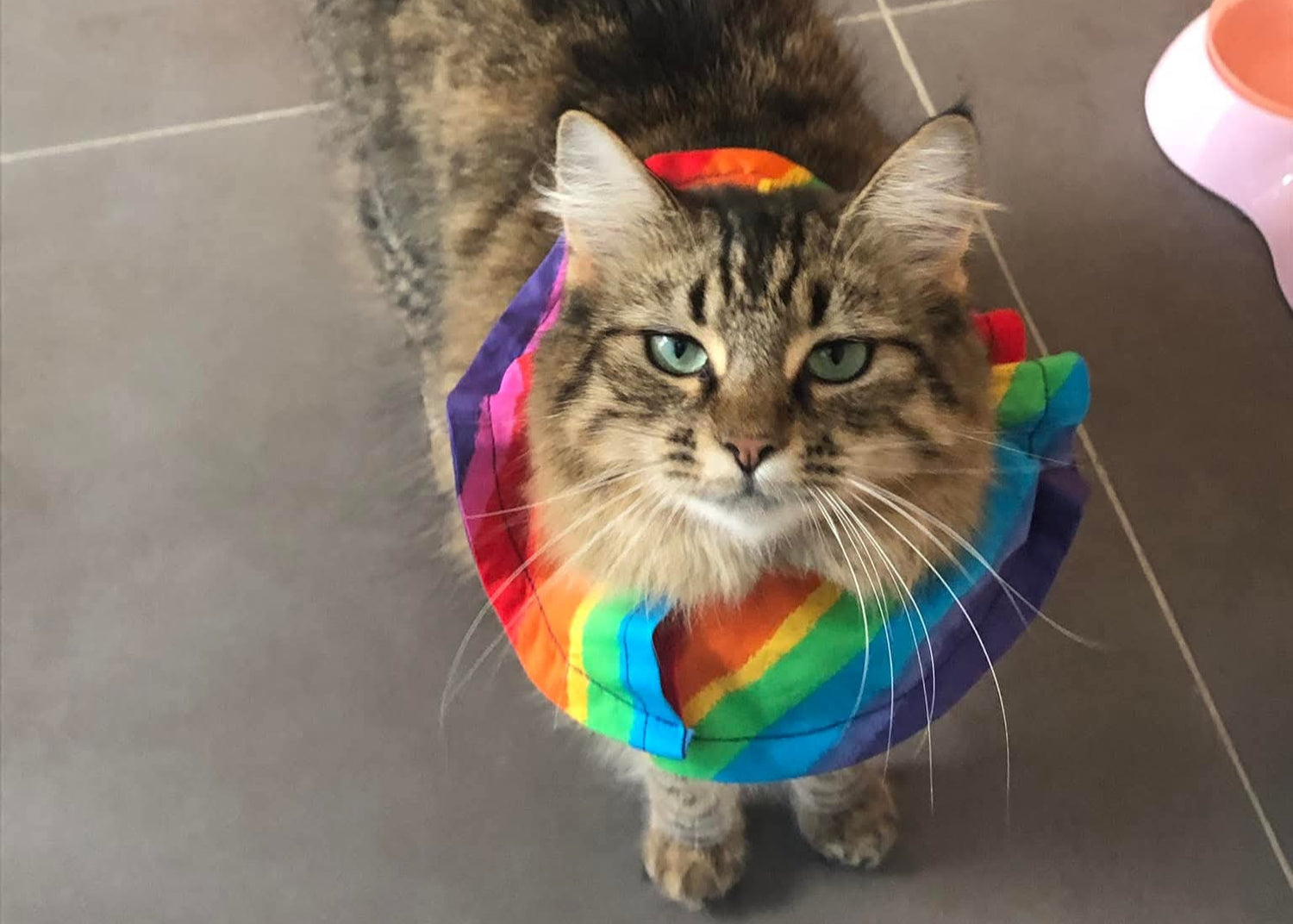 Cat wearing a rainbow-colored scarf on a neutral background