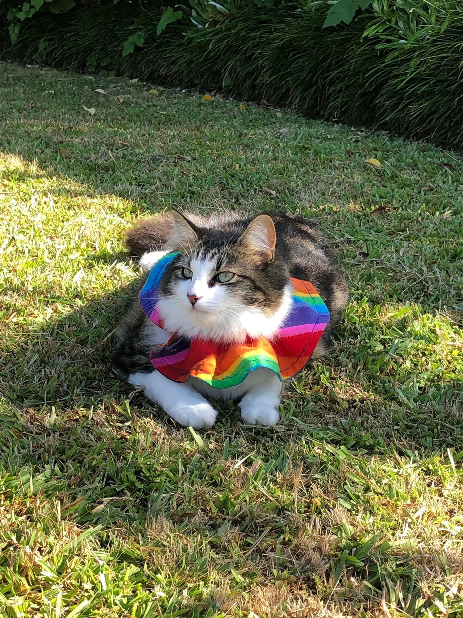 Cat wearing a rainbow scarf sitting on grass