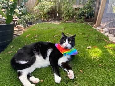 Black and white cat wearing a rainbow bandana on a grassy area