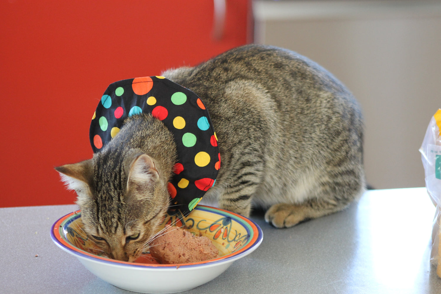 Cat wearing a colorful polka dot cone collar eating from a bowl.