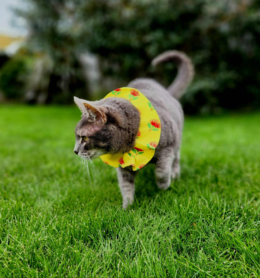 Cat wearing a yellow collar on a grassy outdoor background