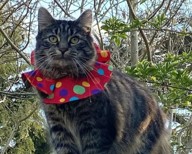 Cat wearing a colorful polka dot collar outdoors