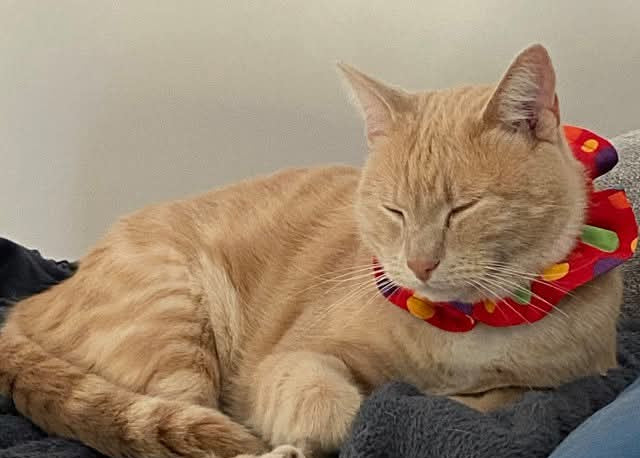 Cat wearing a colorful collar lying on a bed with dark blankets.