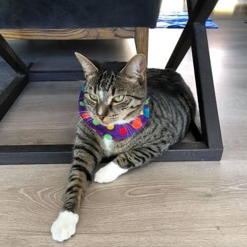 Cat wearing a colorful collar sitting on a wooden floor.