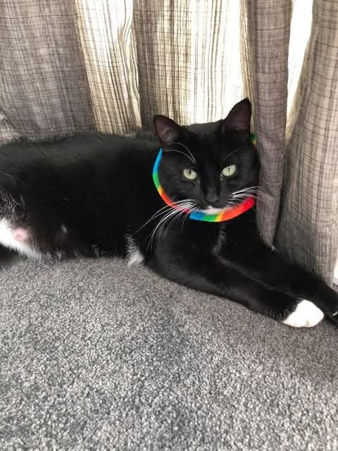 Black cat wearing a rainbow collar lying on a carpeted floor with curtains in the background