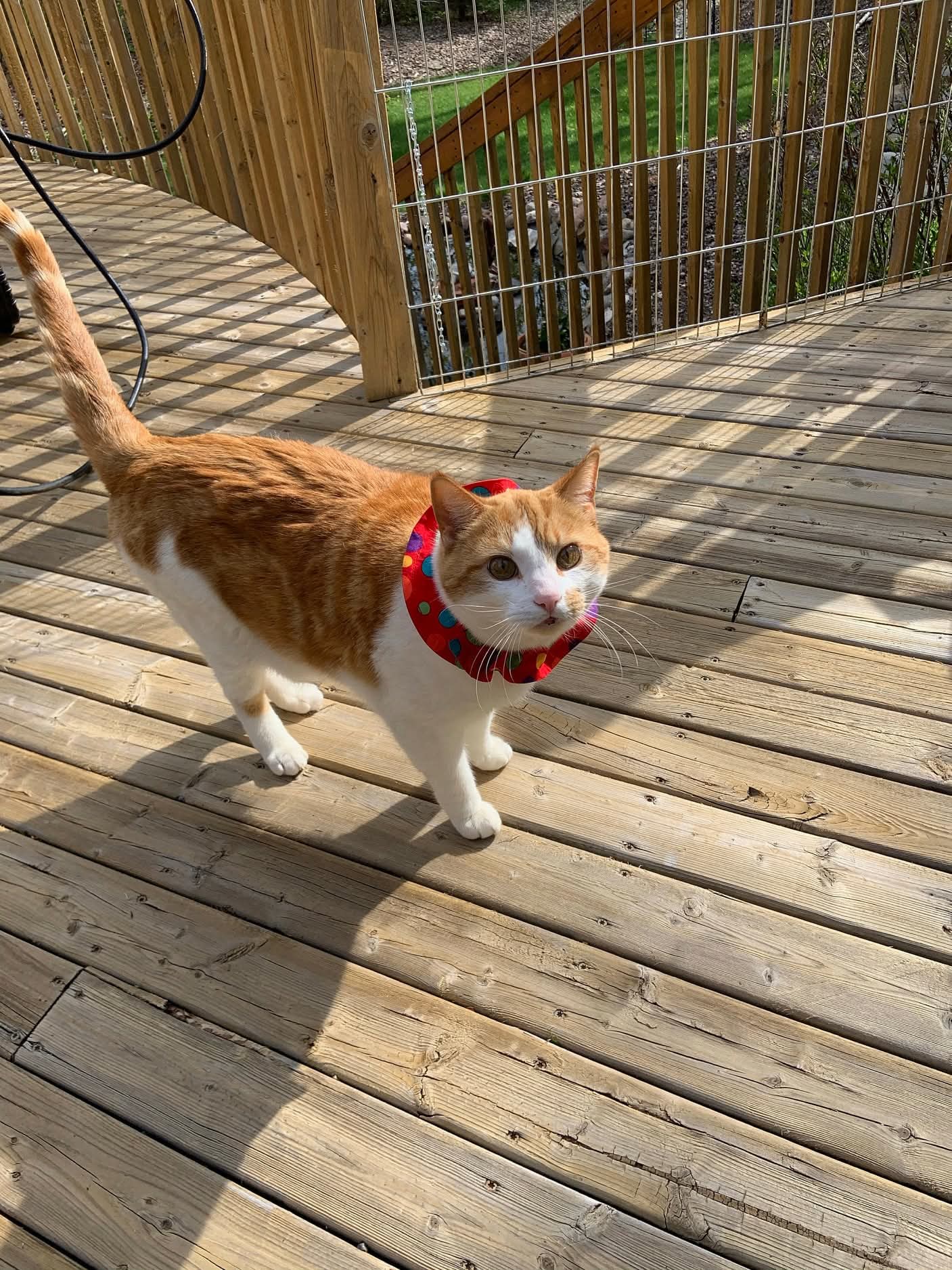 Cat wearing a red collar on a wooden deck