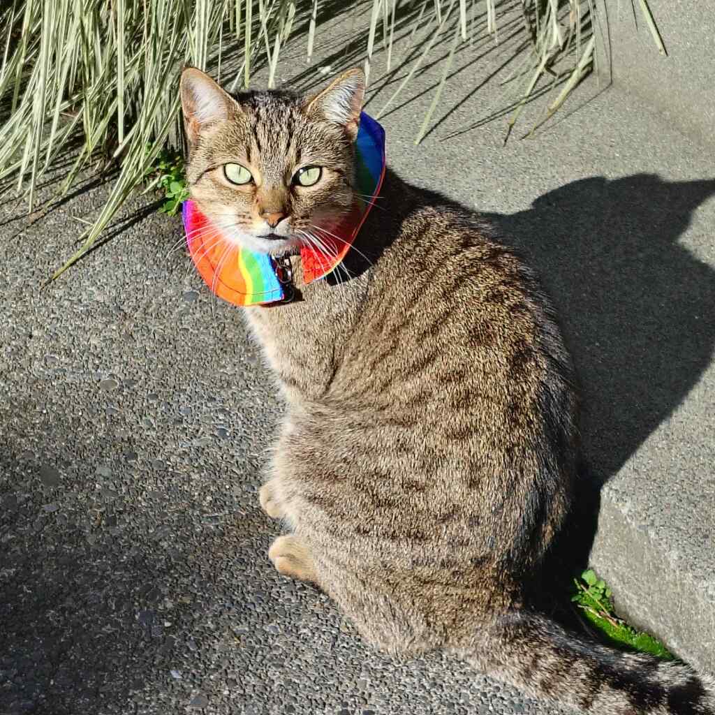 Bird Safe Cat Collar Cover l Rainbow