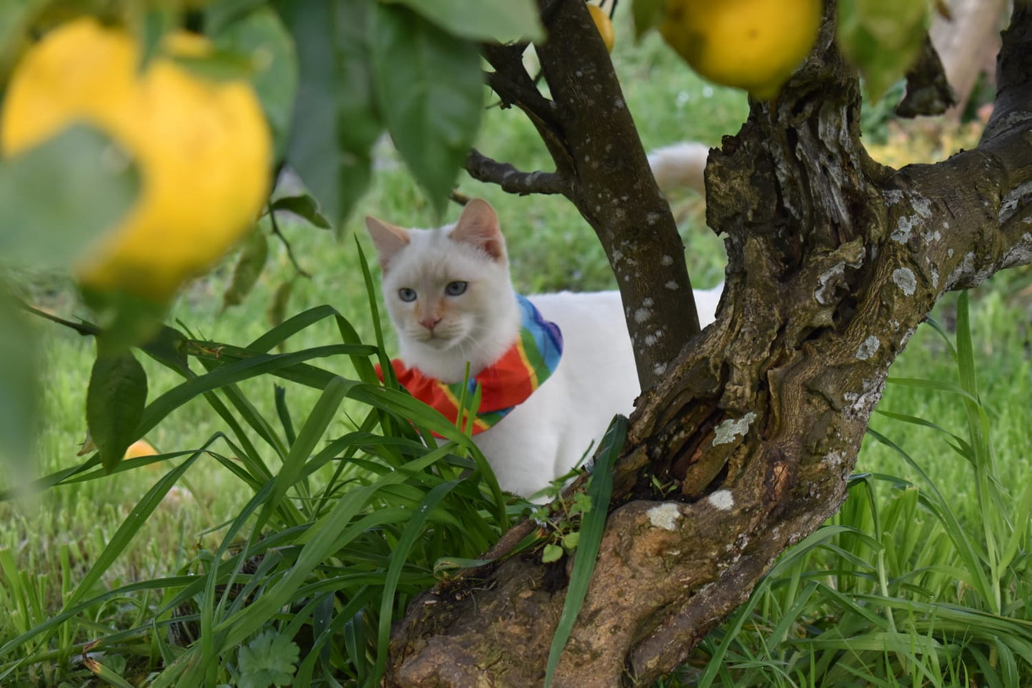Cat in a colorful shirt sitting among fruit on a tree