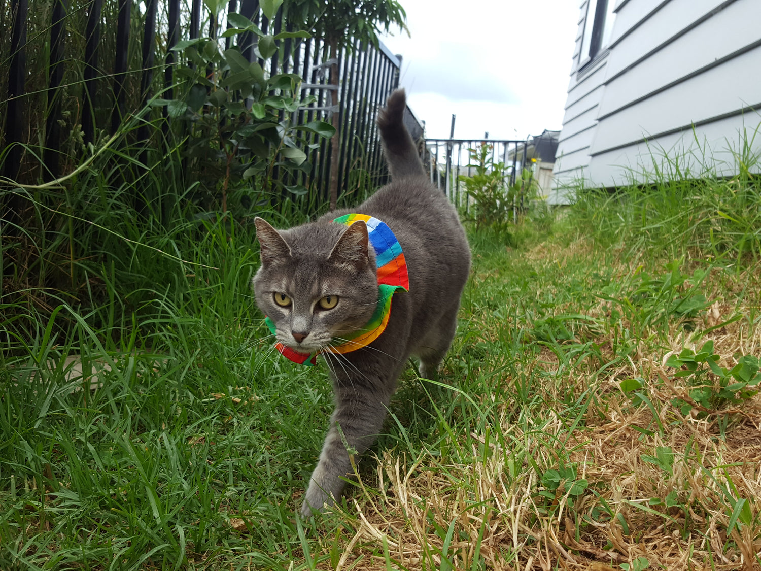 Gray cat wearing a colorful collar walking on grass