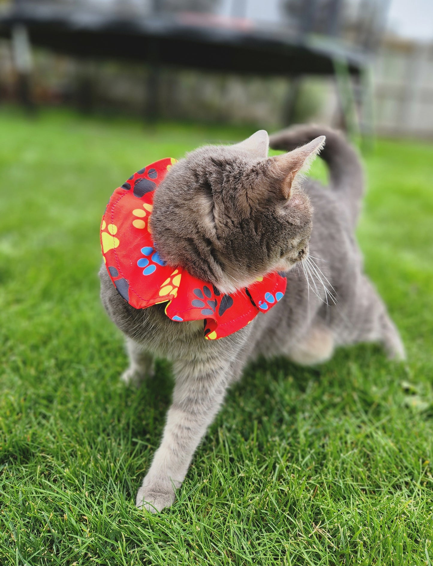 Bird Safe Cat Collar Cover l Red Paw Prints