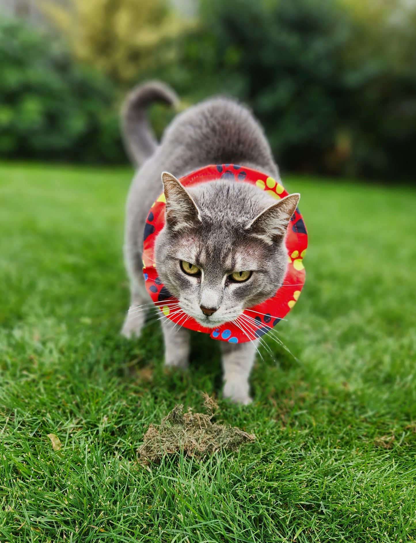 Bird Safe Cat Collar Cover l Red Paw Prints