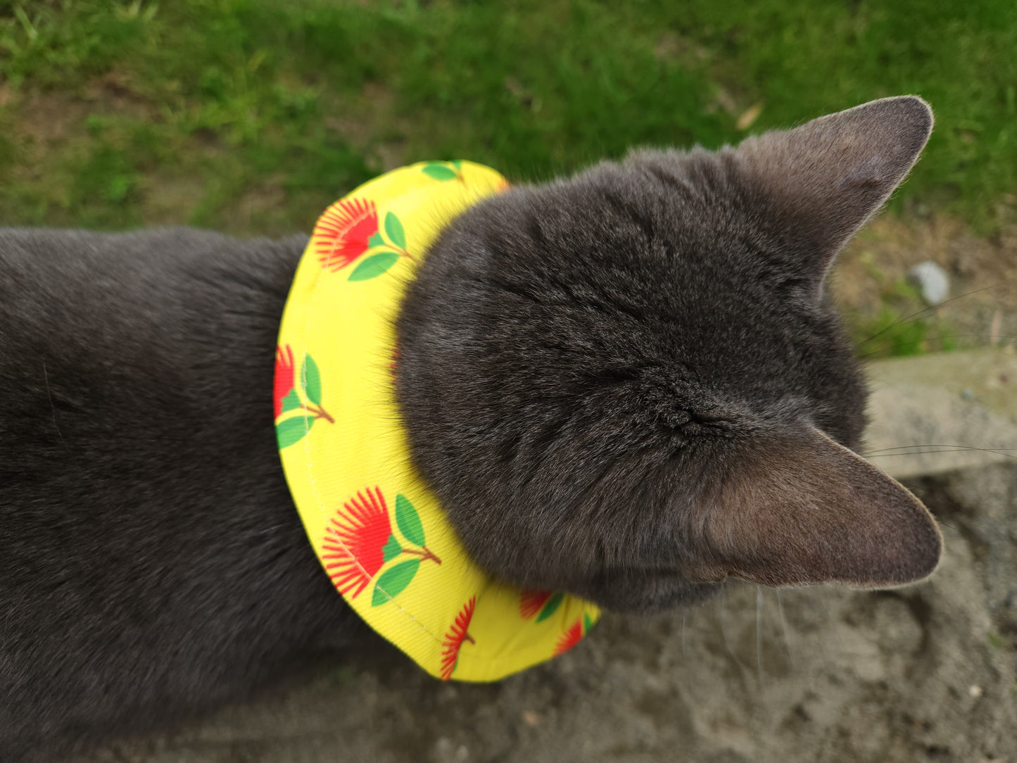 Bird Safe Cat Collar Cover l Pohutukawa Flower