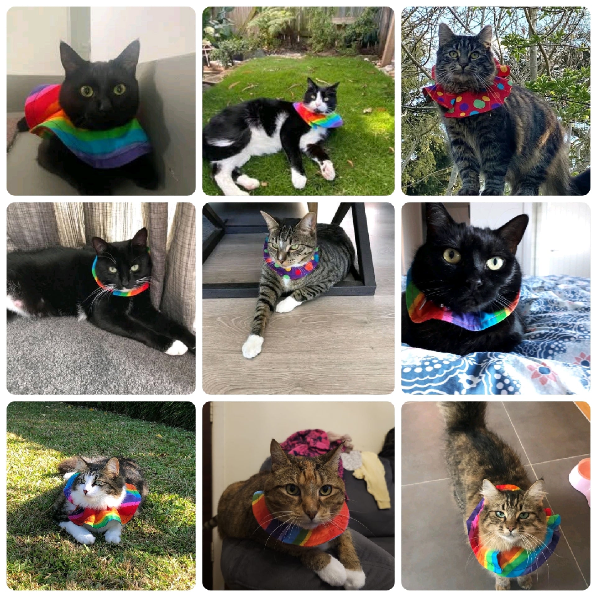 Collage of cats wearing colorful bird safe collar covers in various settings