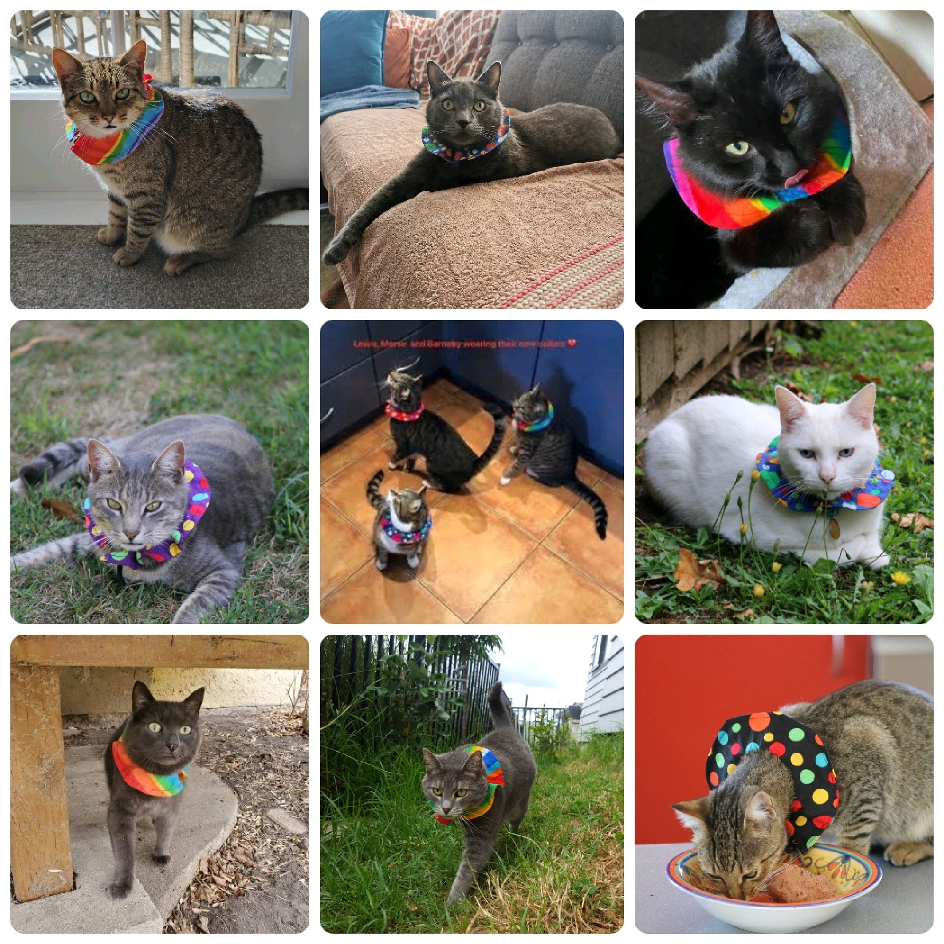 Collage of cats wearing colorful collars  in various settings.