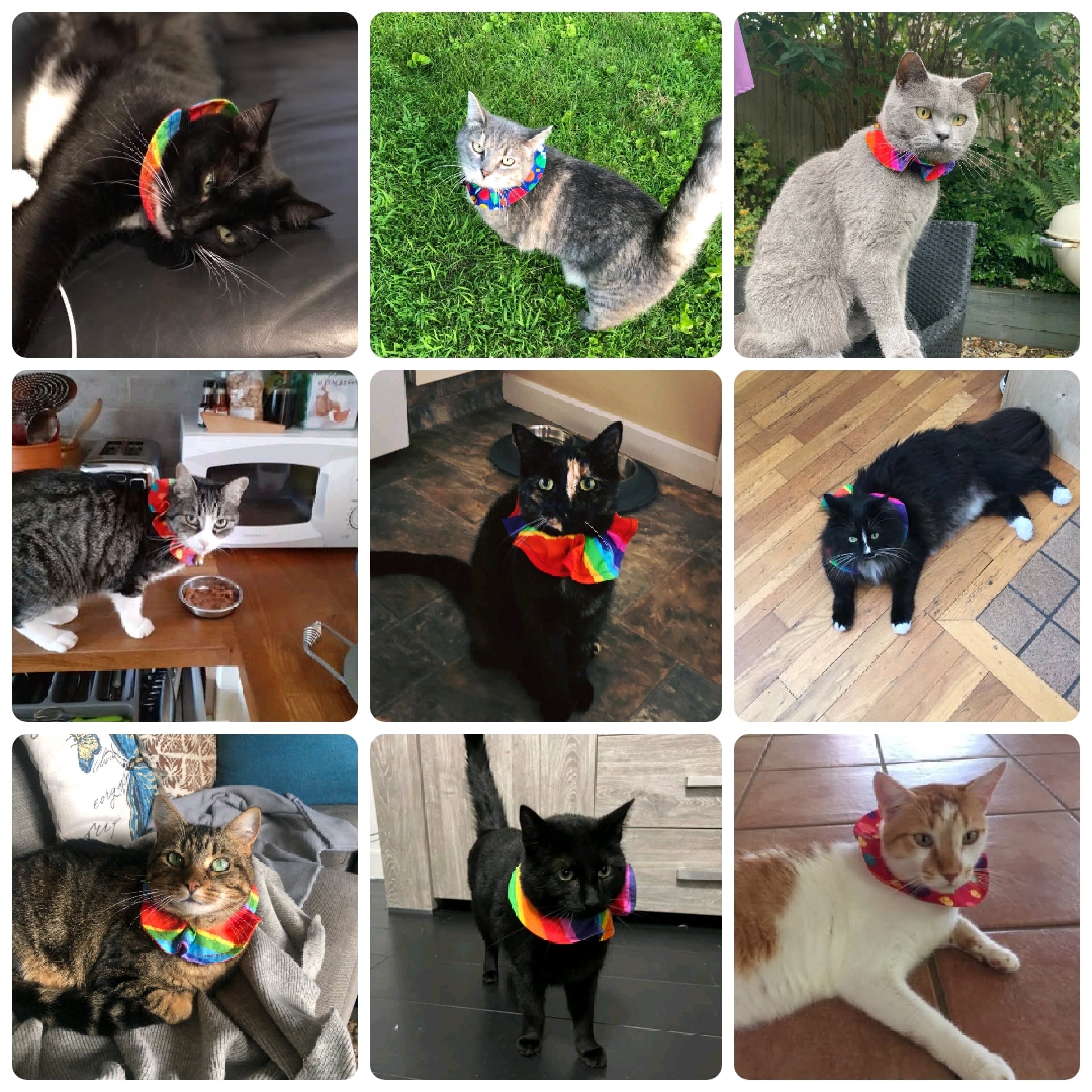 Collage of cats wearing colorful rainbow cat collar collars in various settings.