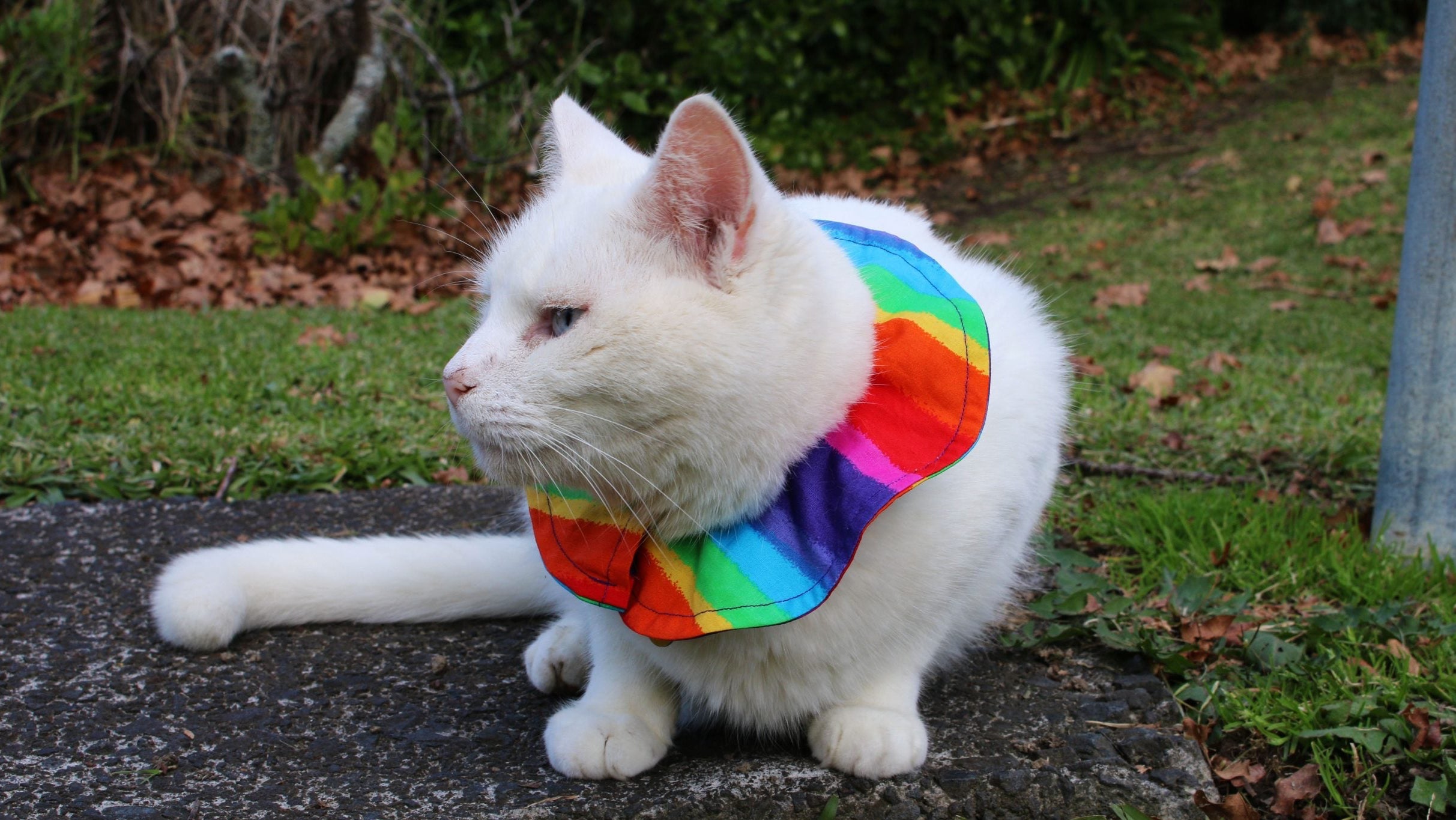 White cat wearing a rainbow scarf outdoors on a path with grass and leaves.