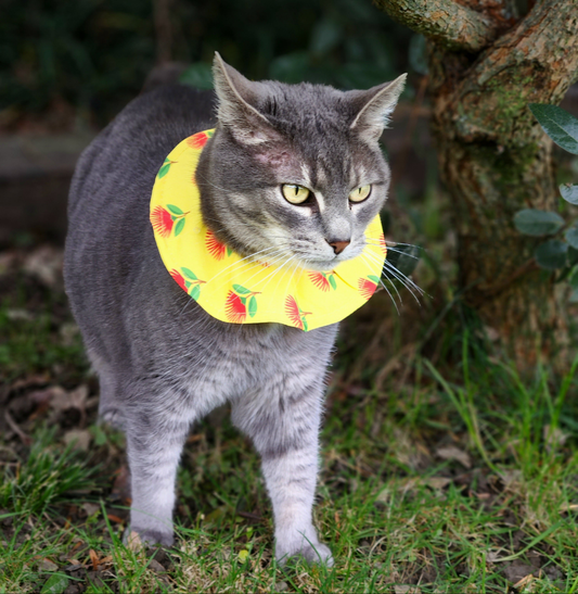 Bird Safe Cat Collar Cover l Pohutukawa Flower