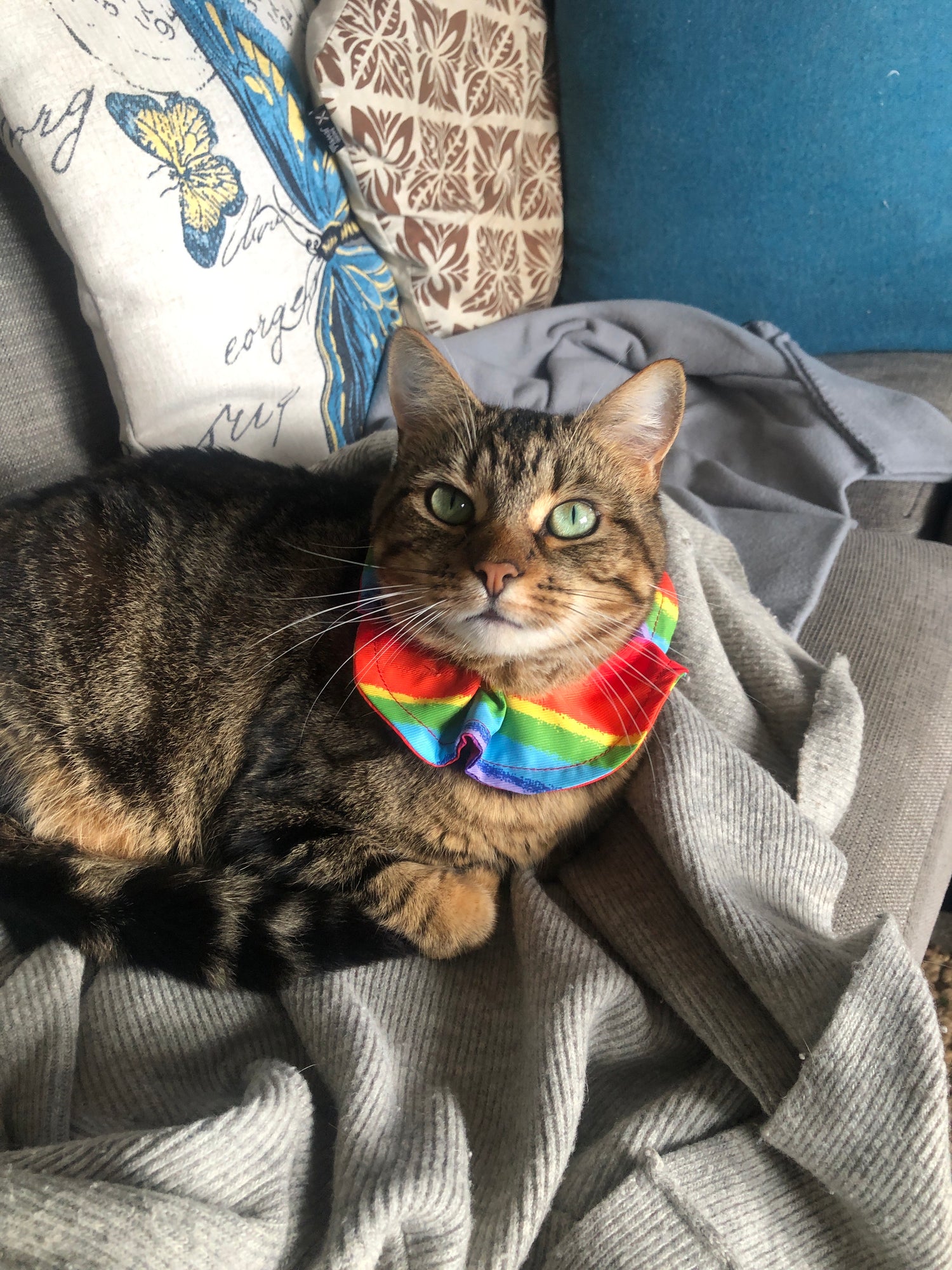 Cat wearing a rainbow bandana on a couch with gray blanket and patterned pillow