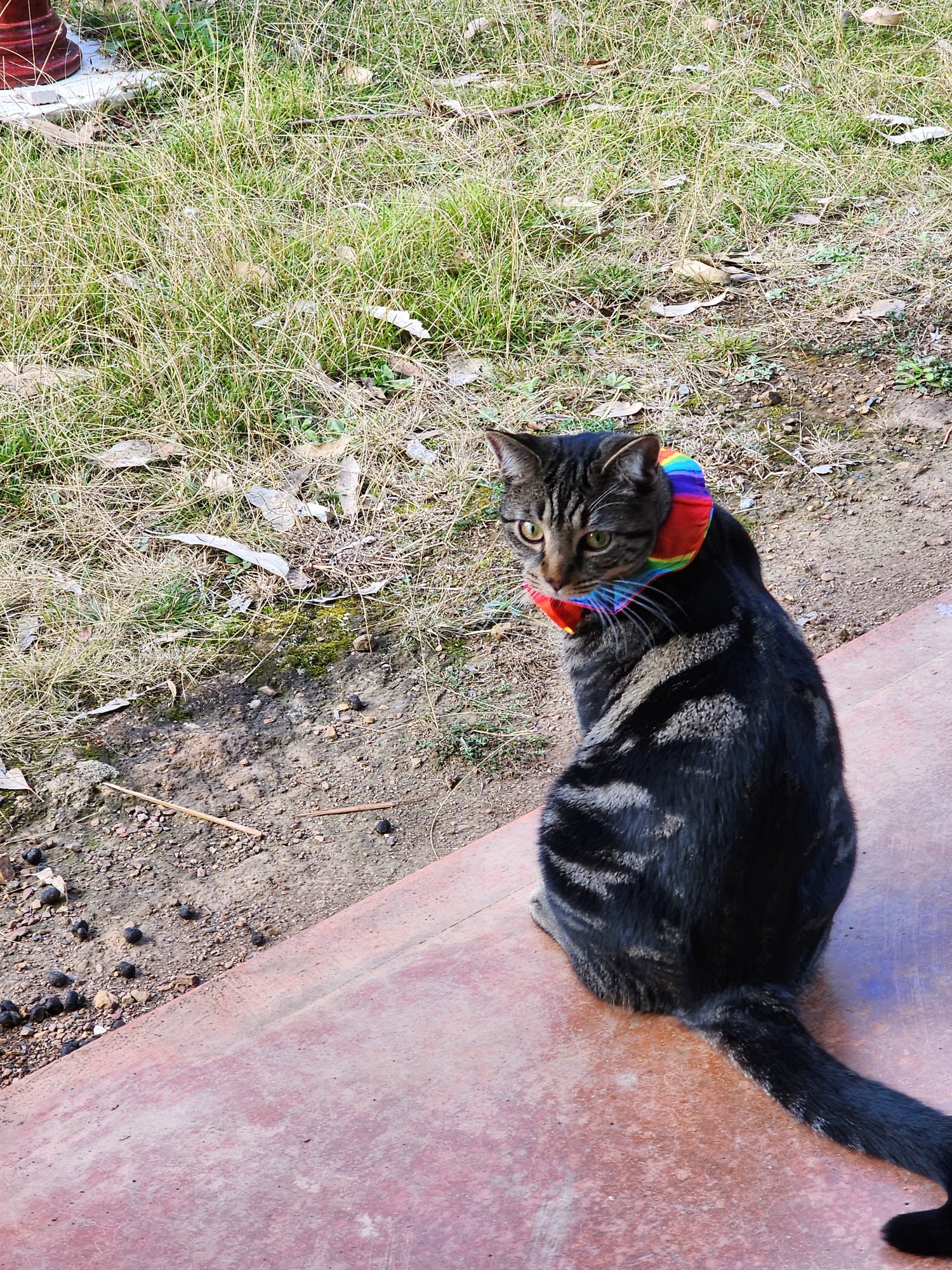 Cat wearing a colorful sweater on a grassy and concrete surface