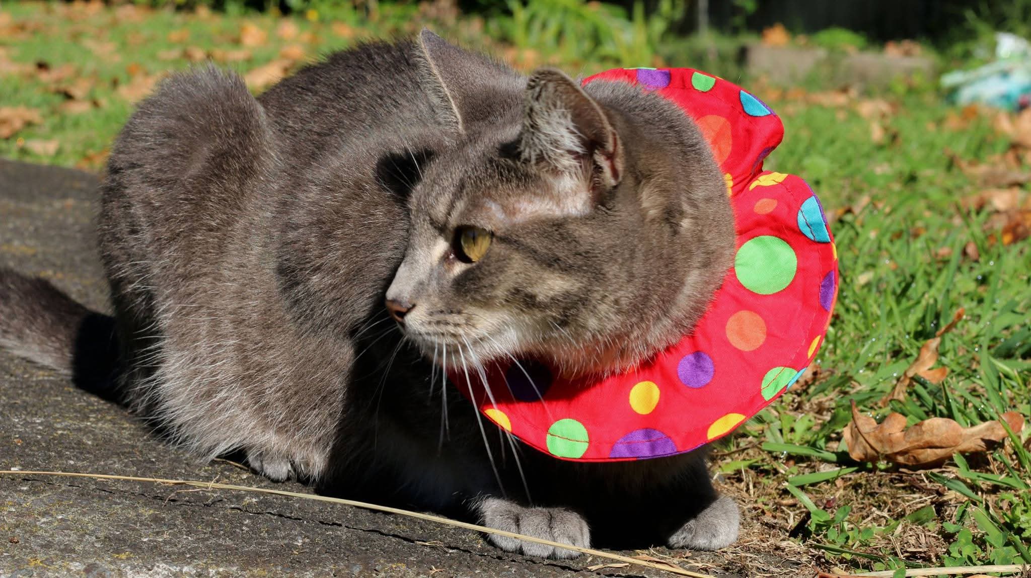 Grey cat wearing bright red cat collar cove to stop it catching birds