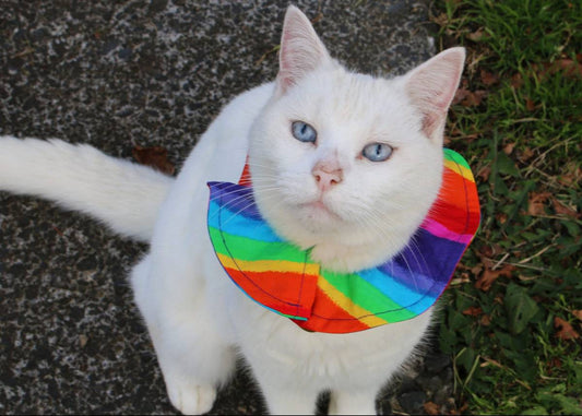 White cat wearing a bright rainbow bird warning collar cover New Zealand 